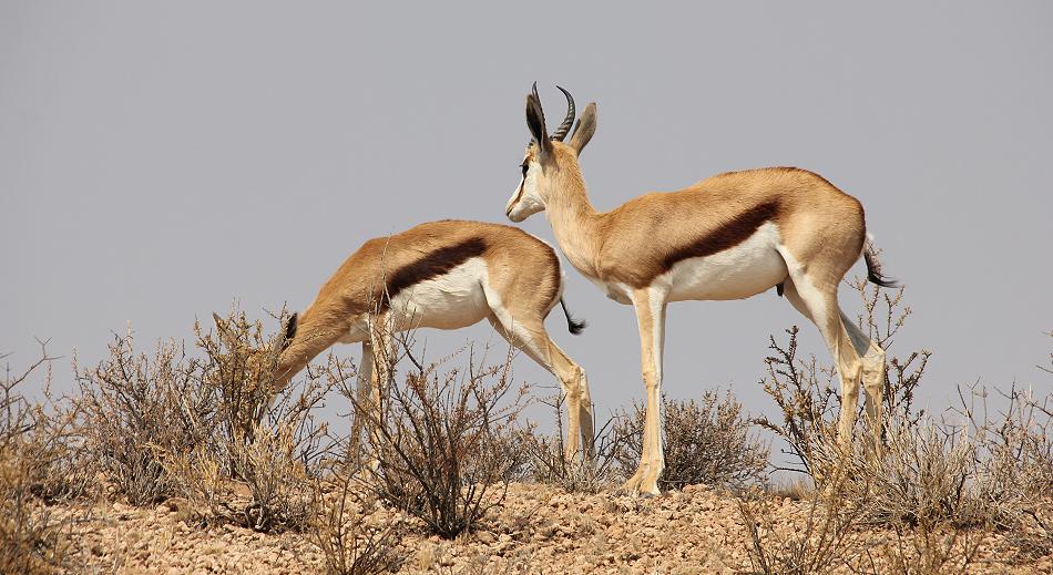 Kalahari Springböcke (Antidorcas hofmeyri)