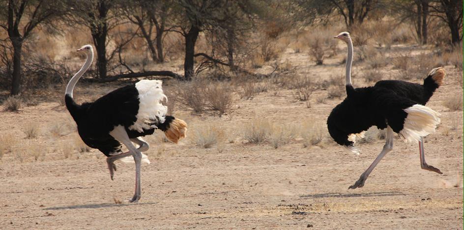 Südafrikanischer Strauß  (Struthio camelus)