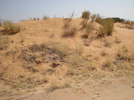 Kgalagadi Transfrontier Park