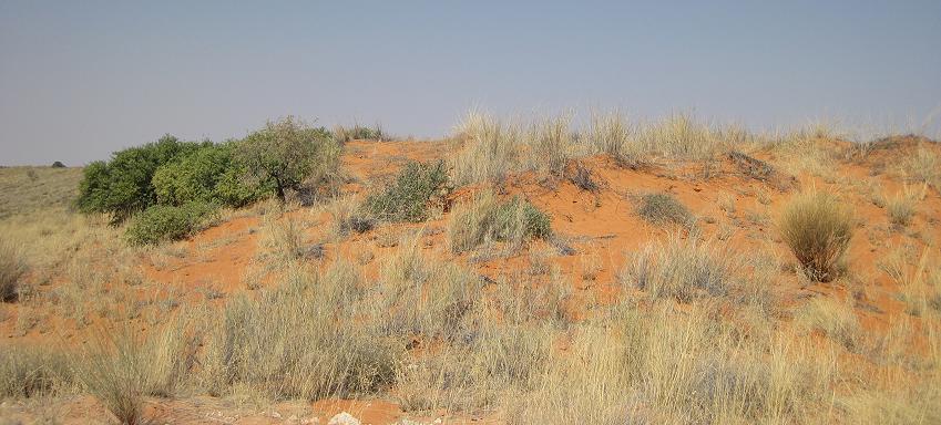 Kgalagadi Transfrontier Park