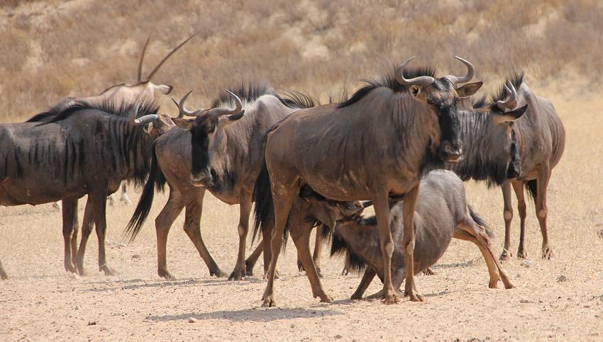 Streifengnu (Connochaetes taurinus)