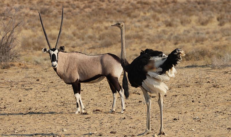 Oryx und Srauß