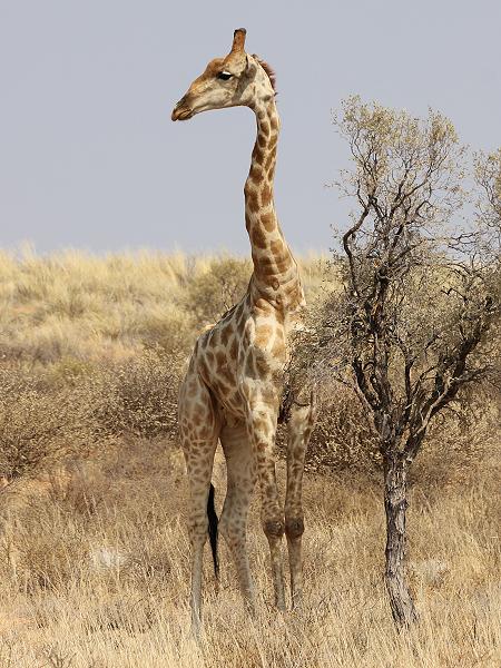 Angola - Giraffe (Giraffa camelopardalis angolensis )