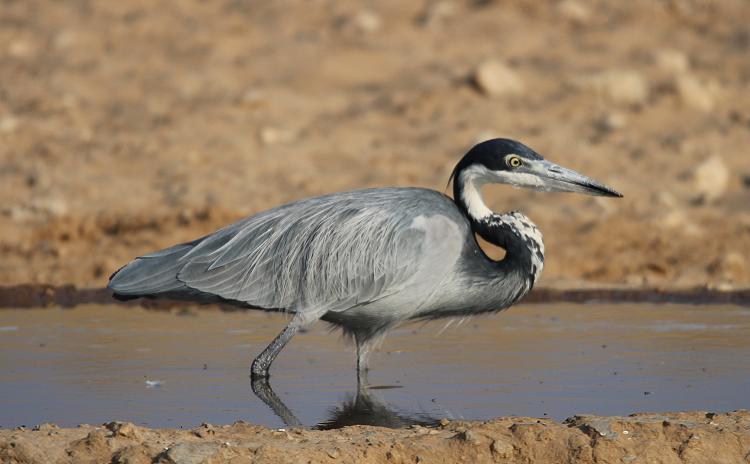 Schwarzkopfreiher [Ardea melanocephala]