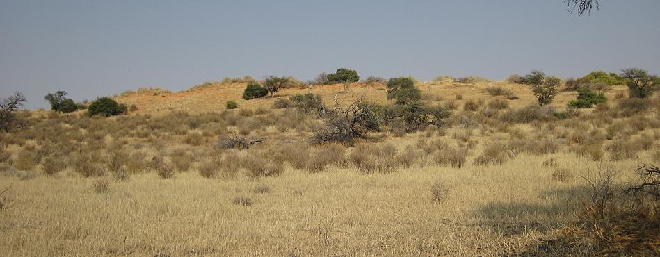 Kgalagadi Transfrontier Park