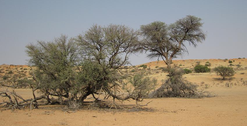 Kgalagadi Transfrontier Park