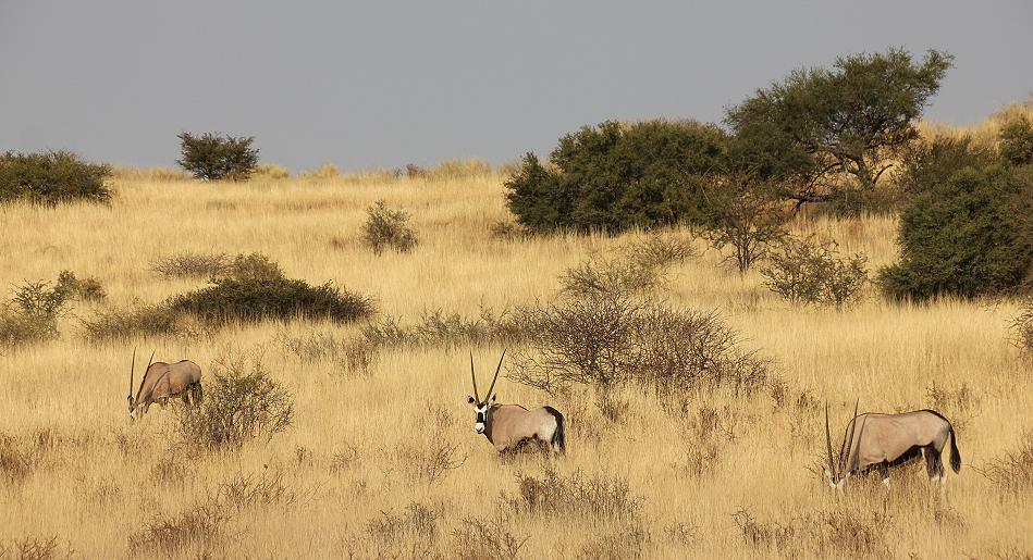 Südafrikanische Oryx (Oryx gazella)