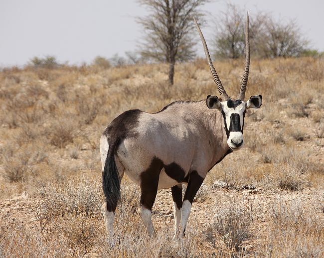 Südafrikanische Oryx (Oryx gazella)