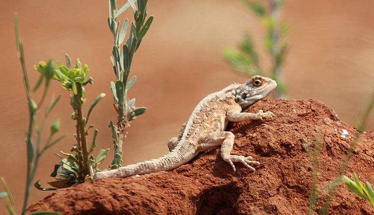 Rote Stachelagame (Agama aculeata)