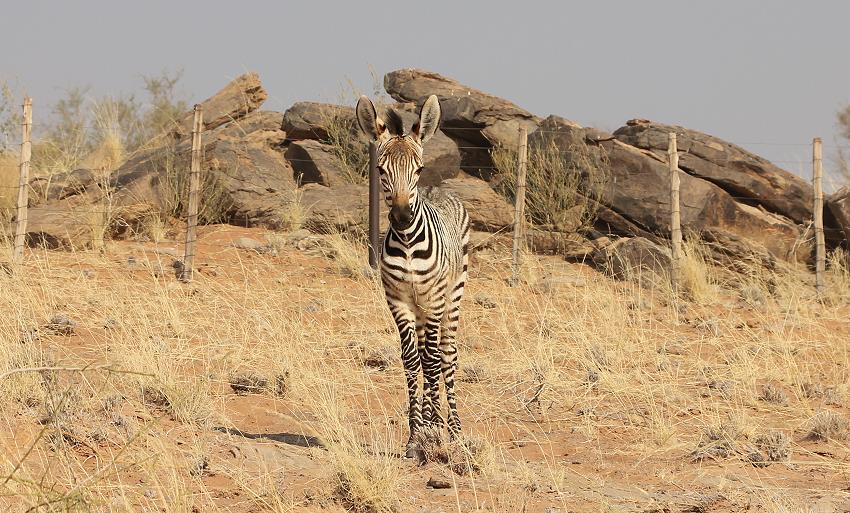 Bergzebra Fohlen (Equus zebra)