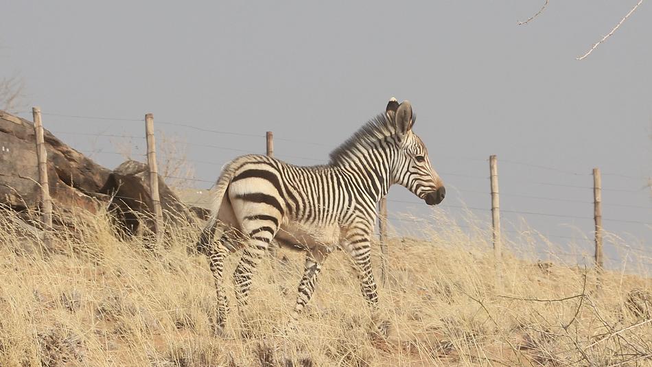 Bergzebra Fohlen (Equus zebra)