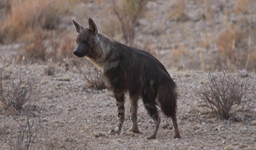 Schabrackenhyäne (Parahyaena brunnea oder Hyaena brunnea)