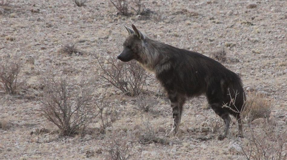 Schabrackenhyäne (Parahyaena brunnea oder Hyaena brunnea)