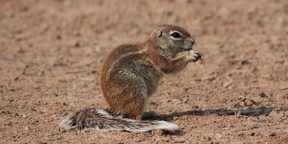 Kap-Borstenhörnchen (Xerus inauris)