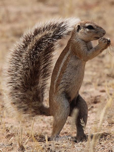 Kap-Borstenhörnchen (Xerus inauris)