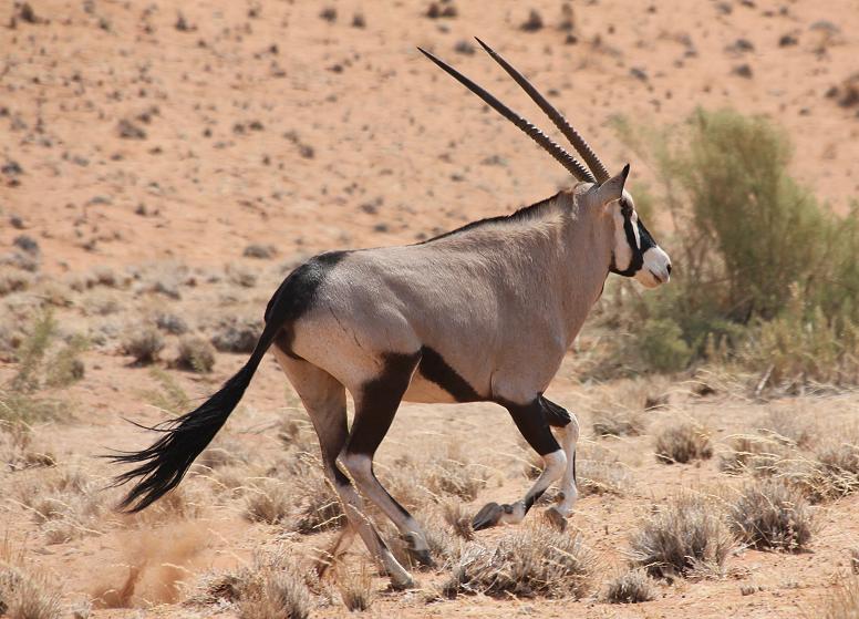 Südafrikanische Oryx (Oryx gazella)