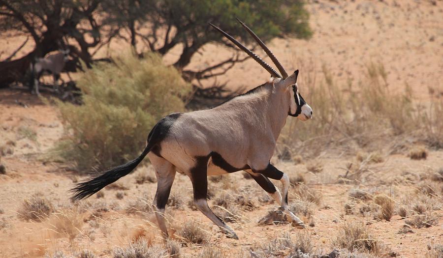 Südafrikanische Oryx (Oryx gazella)