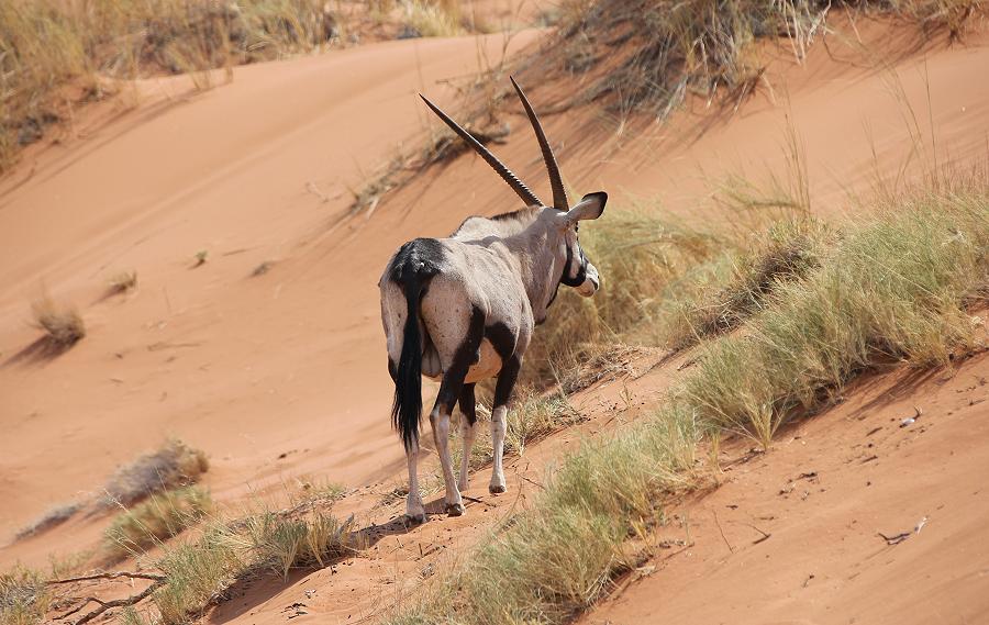 Südafrikanische Oryx (Oryx gazella)