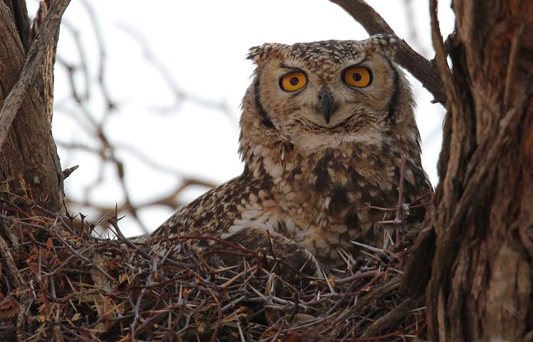 Kapuhu (Bubo capensis) 