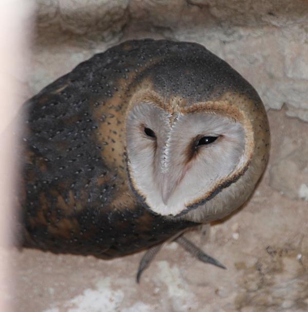 Afrika-Graseule (Tyto capensis)