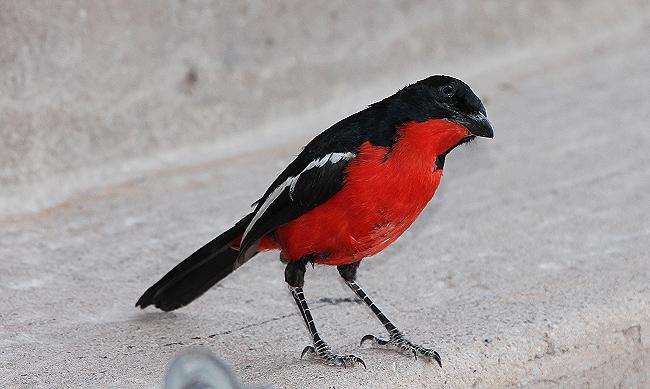 Rotbauchwürger (Lanarius atrococcineus) 