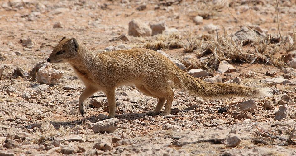 Fuchsmanguste (Cynictis penicillata)