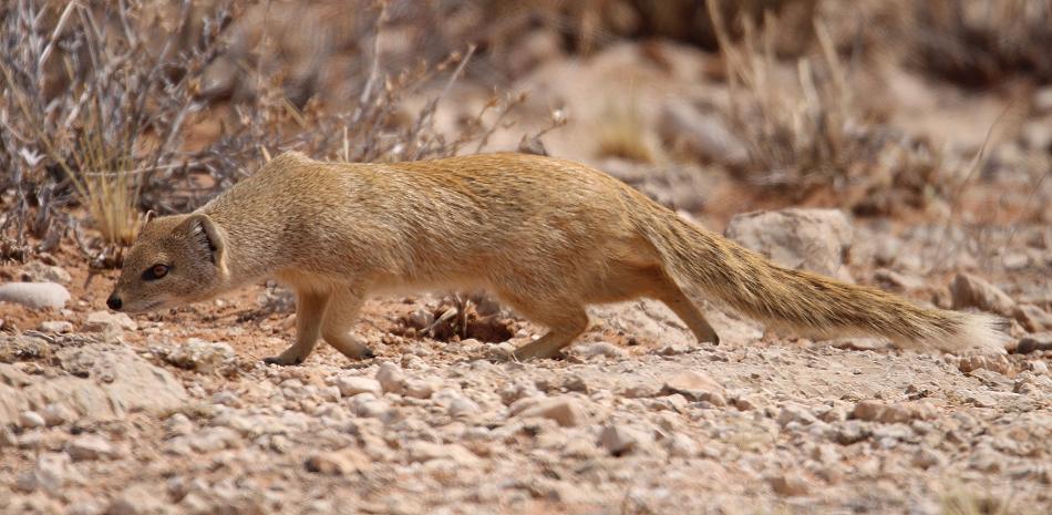 Fuchsmanguste (Cynictis penicillata)