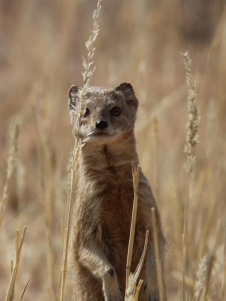 Fuchsmanguste (Cynictis penicillata)