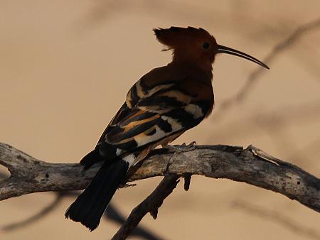 Afrikanischer Wiedehopf (Upupa epops africana)