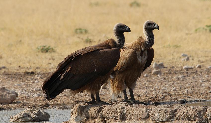 Gänsegeier (Gyps fulvus)