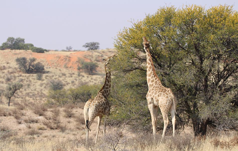 Angola-Giraffe (Giraffa camelopardalis angolensis)