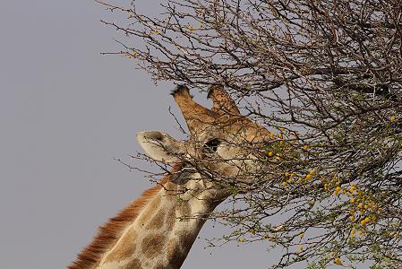 Angola-Giraffe (Giraffa camelopardalis angolensis)
