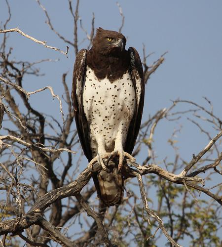 Kampfadler (Polemaetus bellicosus)