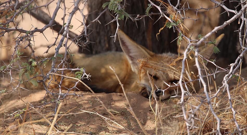 Kapfuchs (Vulpes chama)