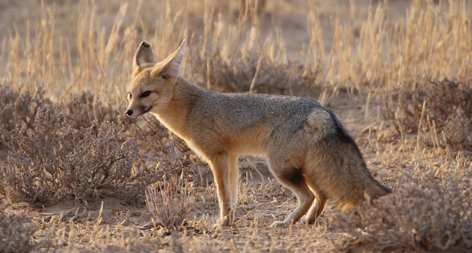 Kapfuchs (Vulpes chama)