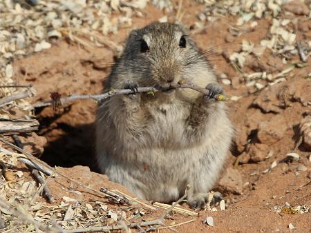 Karru-Ratten oder Pfeifratten (Parotomys)