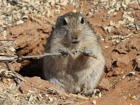 Karru-Ratten oder Pfeifratten (Parotomys)