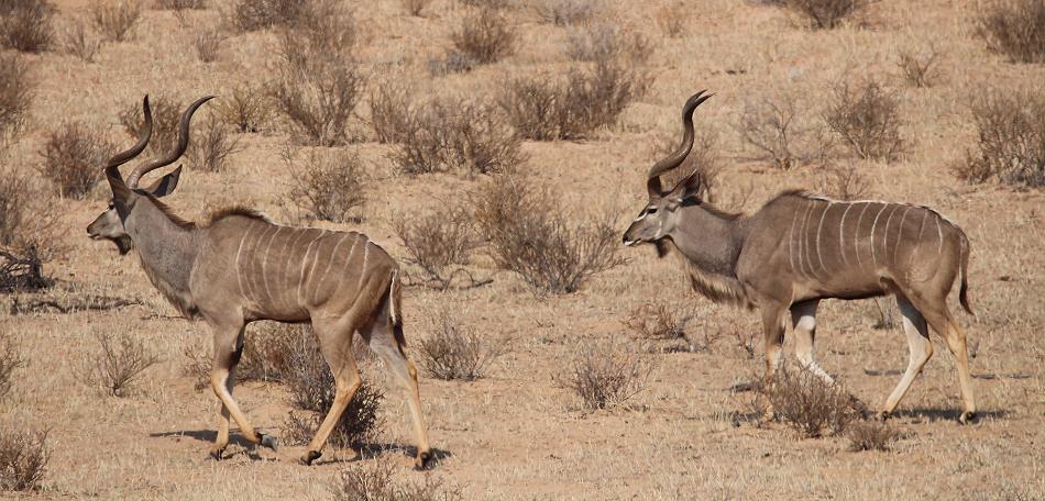 Große Kudu (Tragelaphus strepsiceros)