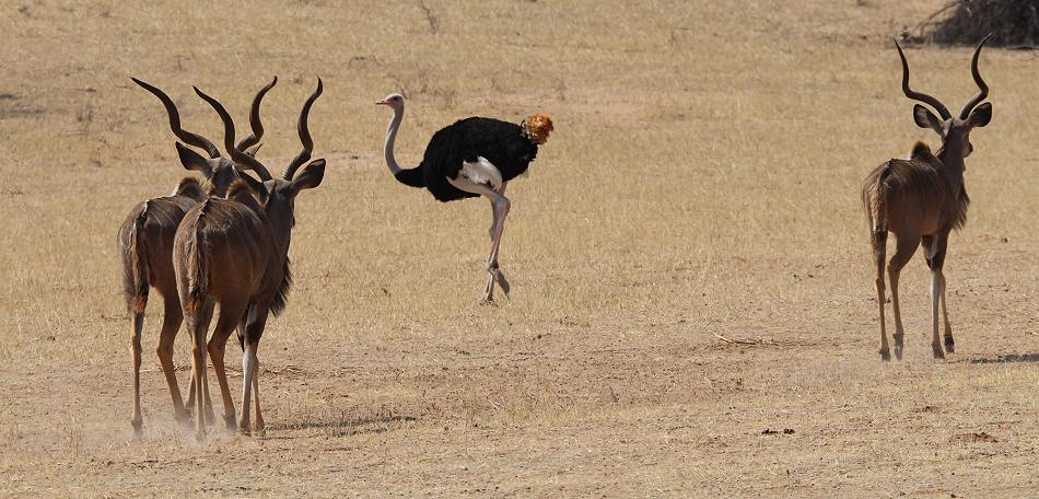 Große Kudu (Tragelaphus strepsiceros)