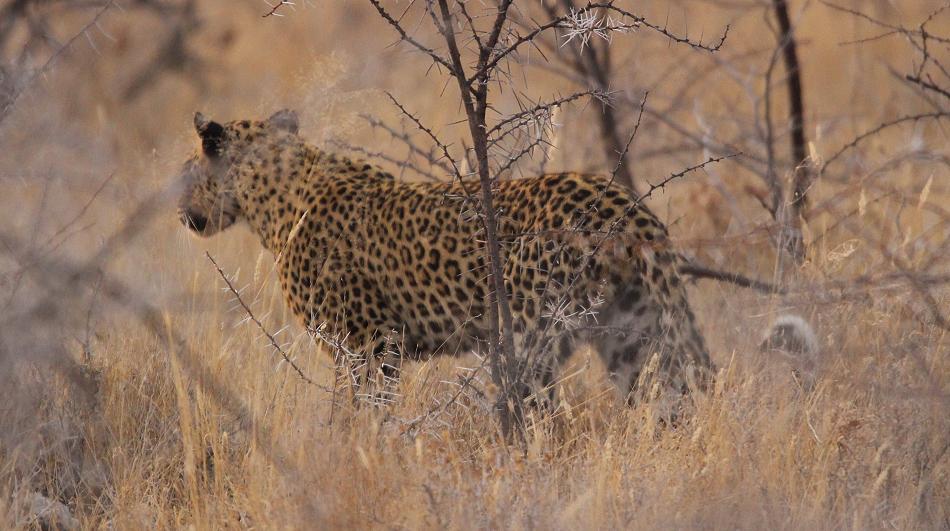 Leopard (Panthera pardus)