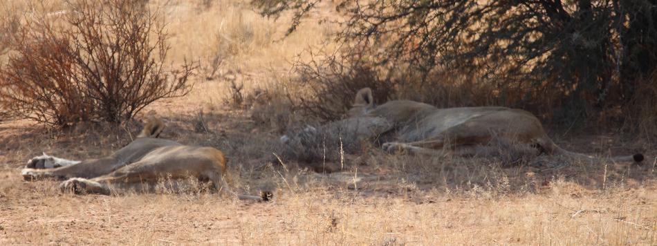 Kalahari-Löwe (Panthera leo vernayi)
