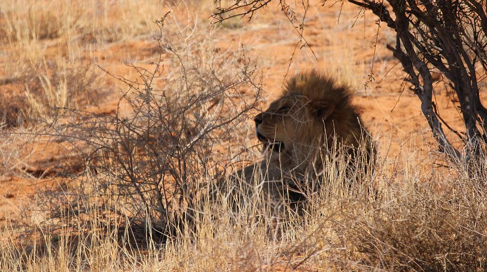 Kalahari-Löwe (Panthera leo vernayi)