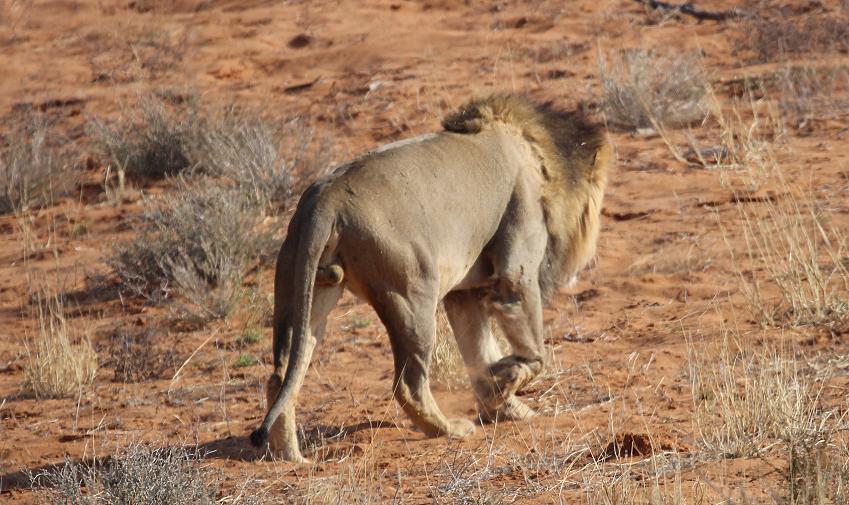 Kalahari-Löwe (Panthera leo vernayi)