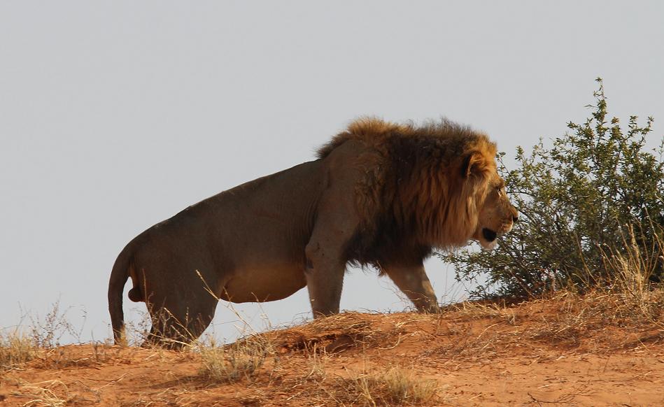 Kalahari-Löwe (Panthera leo vernayi)