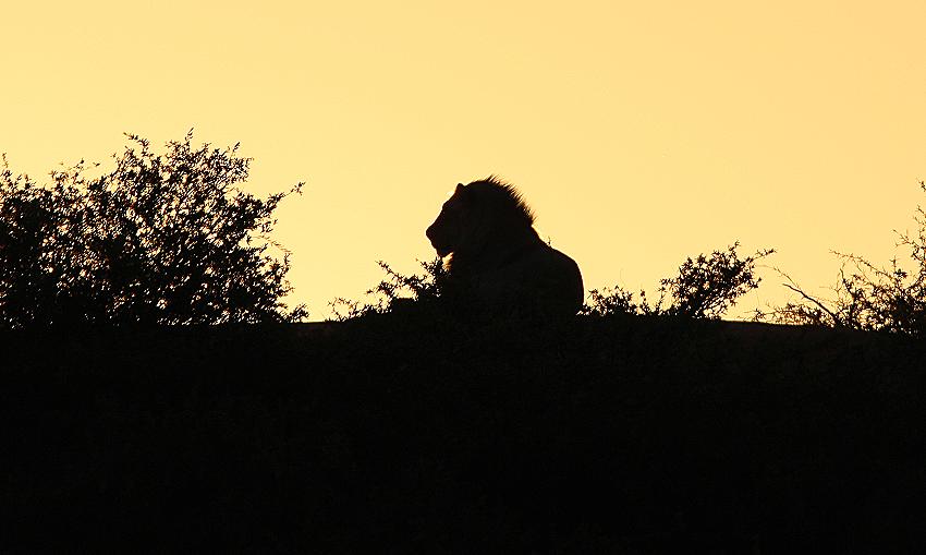 Kalahari-Löwe (Panthera leo vernayi)