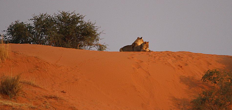 Kalahari-Löwe (Panthera leo vernayi)