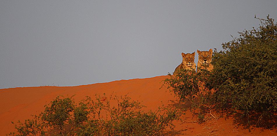 Kalahari-Löwe (Panthera leo vernayi)