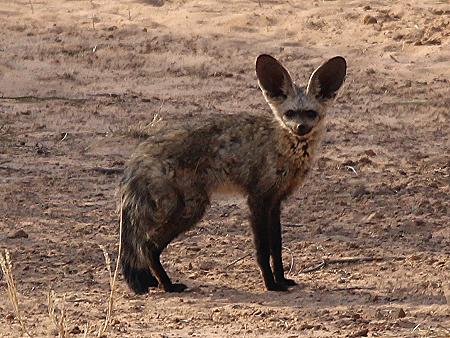 Löffelhund, (Otocyon megalotis)