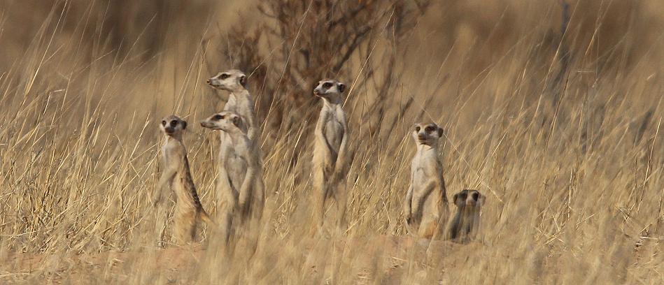 Erdmännchen (Suricata suricatta)