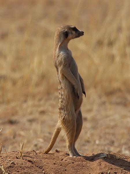 Erdmännchen (Suricata suricatta)